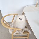 카페발라드 | 제천 애견동반카페 의림지 발라드도화리