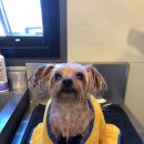 도그노크 이미지