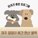 제주댕댕이애견펜션블랙 이미지