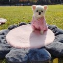 언니네상점 네이버블로그