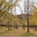 은행나무 이미지