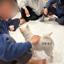 대구 팔공산 독채펜션 &lt;플레이스 원향&gt; | 대구 애견동반 펜션 | 팔공산 애견동반 펜션 후기
