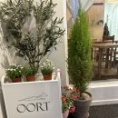 cafe oort(카페 오르트) 이미지