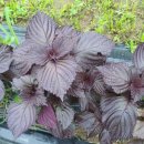 돌고지농장 이미지