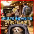 신안동물병원 | 반려견 무료 돌봄 10일 지원, 신청방법·대상 총정리