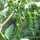 다락골농장 이미지