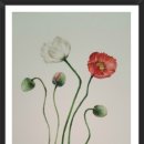 보태니컬+팝아트 이미지