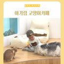 캣플헤븐 AK플라자금정점 | 경기도 아기랑 갈만한곳 실내 고양이카페 금정 ak플라자 캣플헤븐 추천