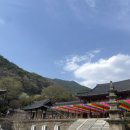 구례 여행_지리산한우직판장/산수유마을/화엄사