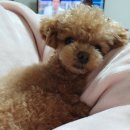 미스터 몽 이미지