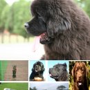 뭉치켄넬 이미지