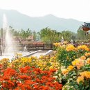 곡성세계장미축제장 이미지