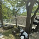 운동장집 | 포동멍래블 공주 통이네집 애견 단독 으로 운동장 대여 하고 뛰뛰 하고온 후기 🐶