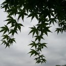 단풍나무 이미지