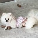 구름이 그린 달빛 | [파주애견카페/운정애견카페] 구름이 그린 달빛 다녀온 후기