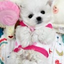 내품안의반려견 노원점 이미지