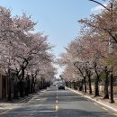 풍년방앗간 | 경주 여행 코스 추천 오릉 돌담길 풍년떡방앗간 벚꽃 실시간 후기