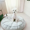 펫프레시 | 강아지 탈취 매트 추천｜애견탈취제 차콜프레시 펫매트 후기