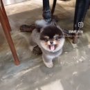 메르시몽프레 포메분양&애견카페 이미지