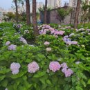 파주수국길플랫폼 | 파주 운정 가람마을 수국길 :-)