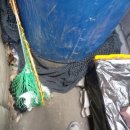 합동카센타 | 김관채 고양이탐정 후기/(경기 안산)전날 밤에 집사를 물고 도주한 고양이 구조
