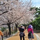 수원-1090 | 수원 만석공원 송죽동 벚꽃 새빛축제 마지막 날 현장 후기 | 주차 꿀팁 &amp; 산더미뼈해장국 9,000원 무한...
