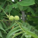 가중1리 이미지