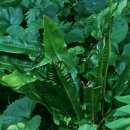 제주 삼도파초일엽 자생지 이미지