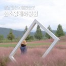 신소양 | 경남 가볼만한곳 합천 신소양체육공원 핑크뮬리 실시간 후기