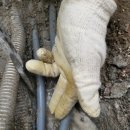 애버그린 이미지