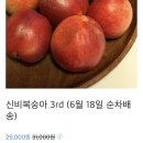 빈둥상점 | 여름의 시작 , 🍋‍🟩🪻 🍋