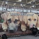 이미개 농장 이미지