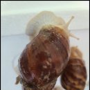 지푸라기농장 이미지