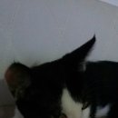 행복한강아지와고양이 이미지