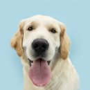 신도림S동물의료센터 이미지