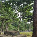 오조리-8 이미지