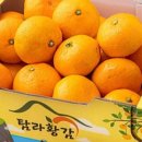 황감 | 탐라황감 당도선별 감귤 10brix 로열과 2kg 솔직 후기