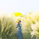 팜파스그라스 이미지