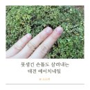 대전 둔산동 에이치 네일아트 네일샵 추천 못생긴 짧은 손톱 용된 후기