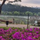 봄꽃에내린단비 이미지