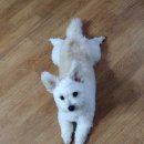 깜찍하개 이미지