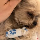 분당중앙동물병원 이미지