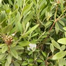 달래농장 이미지