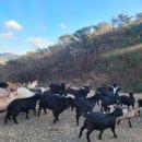 푸른농장 이미지