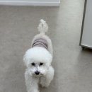 살랑살랑 반려견미용실 이미지