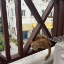 꽃집홍화 이미지