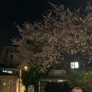 상계소금구이 | [서울/노원] 상계소금구이 | 벚꽃야장 상계주민맛집