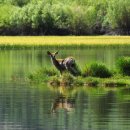 종일사슴 이미지