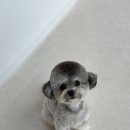 바우애견 이미지