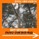 석정5리마을회관 | 아산 벌목업체 전신주 주변 안전 작업